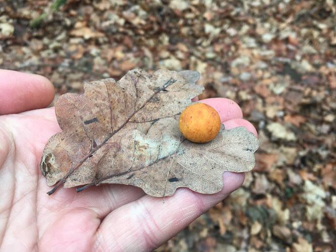 WhatsApp Image 2026-03-10 at 09.04.38 (1)